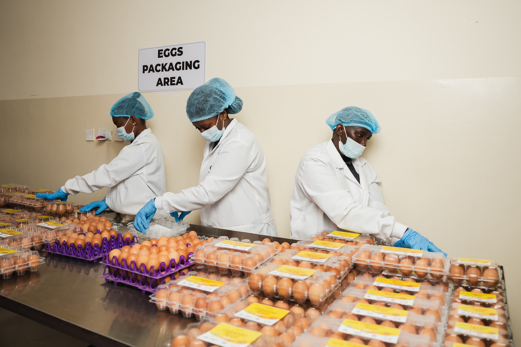 Buy fresh eggs in Kenya from Tamaam Brands – trusted egg supplier and poultry farm